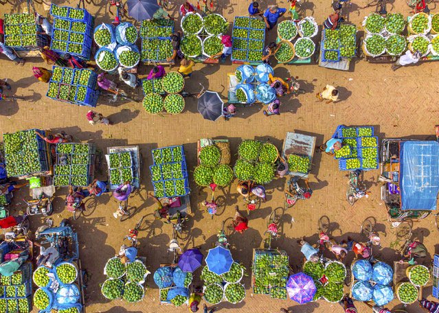 Customers crowd around a vibrant mango market in Bangladesh in the second decade of May 2024. Farmers transport the tropical fruit by bicycle, with each cyclist carrying about 200kg. (Photo by Bipul Ahmed/Solent News)