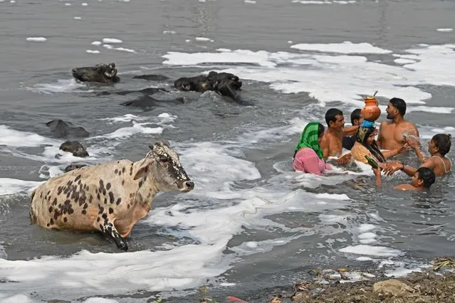 Hindu devotees pray in the polluted waters of river Yamuna laden with foam, on a hot summer day in New Delhi on May 7, 2022. (Photo by Sajjad Hussain/AFP Photo)