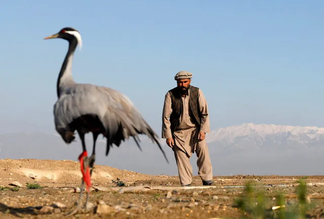 Jan Agha, 49, an Afghan hunter, tries to catch his crane at a field in Bagram, Parwan province, Afghanistan on April 10, 2019. (Photo by Mohammad Ismail/Reuters)