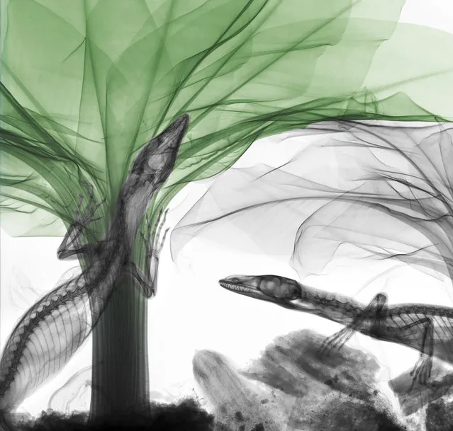 Coloured X-ray of monitor lizards on a banana tree. A physicist has used X-ray to create an extraordinary collection of artwork. Arie van't Riets pictures reveal birds, fish, monkeys and flowers in an incredible new light. The 66-year-old, from Bathmen in the Netherlands, began X-raying flowers as a means to teach radiographers and physicians how the machine worked. But after adding a bit of colour to the pictures, the retired medical physicist realised the potential for an exciting new collection of art. (Photo by Arie van't Riet/Barcroft Media)