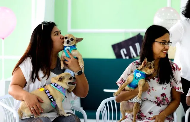 People and their dogs gather to celebrate another dog's birthday on May 30, 2022 at Happy Bark Day, the first dog cafe in the Gulf emirate of Dubai to serve food, coffee, and cake to dogs only. (Photo by Karim Sahib/AFP Photo)