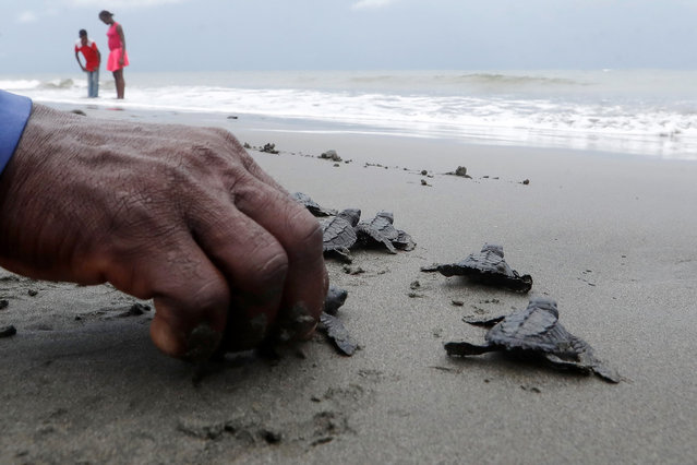 A man releases a baby sea turtle in Buenaventura, Colombia, 27 September 202. The Corporacion Autonoma Regional del Valle del Cauca (CVC) led together with the communities at the mouth of the Cajambre river, a day of releasing black olive ridley sea turtles. (Photo by Ernesto Guzman/EPA/EFE)