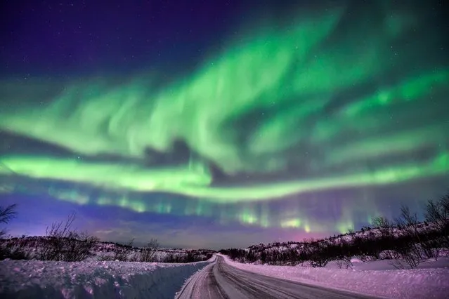 Northern lights are seen over forest tundra in the Murmansk Region, northwest Arctic Russia, in midwinter on January 10, 2022. The Murmansk Region is one of Russia's best places for seeing northern lights. (Photo by Lev Fedoseyev/TASS)