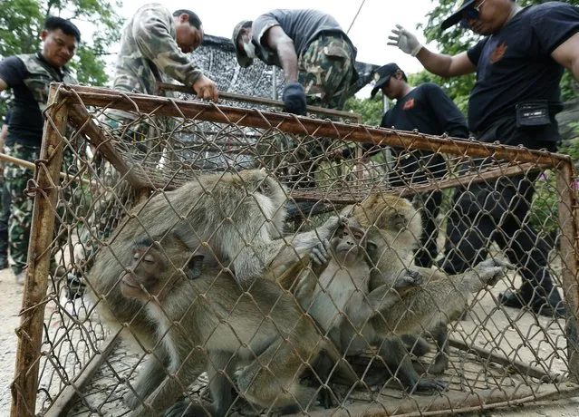 Monkeys in a cage before being moved for sterilization in a bid to control the birth rate of the monkey population in Hua Hin city, Prachuap Khiri Khan Province, Thailand, 15 July 2017. (Photo by Narong Sangnak/EPA/EFE)