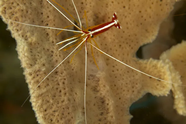 These unique photos capture the moment a boy has his teeth picked clean by amazing underwater shrimp. These fascinating creatures spend their lives diving inside the mouths of fish to remove the parasites that lurk there. (Photo by Tim Laman/Caters News)