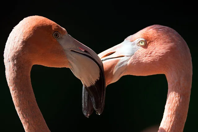 Flamingos in their enclosure at Cologne Zoo, in Cologne, Germany, August 13, 2015. (Photo by Frederico Gambarini/EPA)