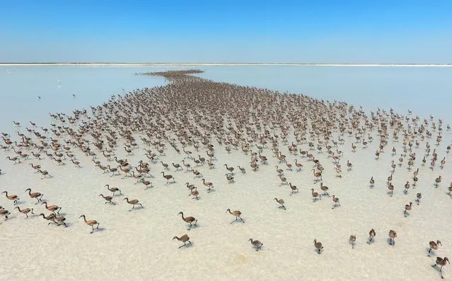 Thousands of flamingo chicks have emerged from their nests at Salt Lake, which is home to the biggest flamingo colony in Turkey and the Mediterranean basin, in Aksaray, Turkey, June 28, 2016. (Photo by Murat Oner Tas/Anadolu Agency/Getty Images)