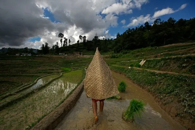 Farmers plant rice in a paddy field during National Paddy Day Tinpiple village, on the outskirt of capital Kathmandu, Nepal, 29 June 2017. Nepal is celebrating National Paddy Day with various event on 29 June 2017. On this day, known as Asar Pandra, farmers begin the annual rice planting season and mark the day with various festivities such as preparing rice meals with muddy water, mud being a symbol for a prosperous season. The agricultural sector contributes about 28.9 per cent to Nepal's gross domestic product (GDP). (Photo by Narendra Shrestha/EPA)