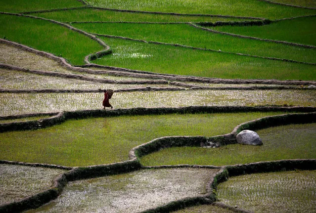 A farmer walks along paddy fields in Sindhuli district, Nepal August 15, 2017. (Photo by Navesh Chitrakar/Reuters)