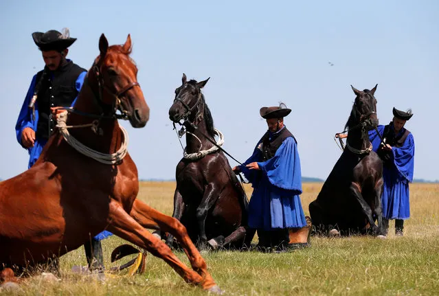Traditional Hungarian horsemen force their horses into poses of submission in the Great Hungarian Plain in Hortobagy, Hungary June 30, 2016. (Photo by Laszlo Balogh/Reuters)