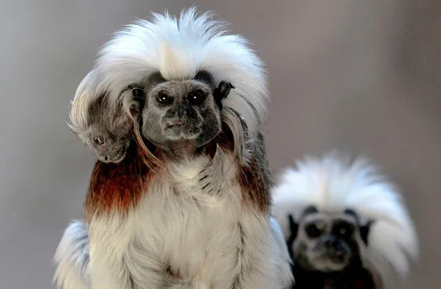 A cotton-top tamarin (Saguinus oedipus) carries its cub, born in captivity at the Guadalajara Zoo, in Jalisco state, Mexico, on February 19, 2020. (Photo by Ulises Ruiz/AFP Photo)