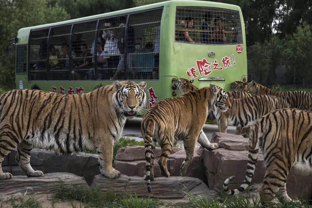 China's Siberian Tiger Farm