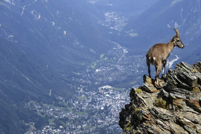 A mountain sheep stands on rocks above the Chamonix valley in the famous “Couloir du Goûter”, known as the best way to climb atop the Mont- Blanc peak, on August 27, 2017, in the Mont- Blanc range near Saint- Gervais, eastern France. After several fatal accidents of trailers unequipped to climb the Mont- Blanc peak, mayor of Saint- Gervais Jean- Marc Peillex decided to publish a municipal by- law to establish the list of the necessary equipment at the risk of a 38- euro fine. (Photo by Philippe Desmazes/AFP Photo)