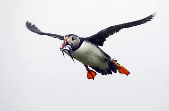 In this July 1, 2013 photo, a puffin prepares to land with a bill full of fish on Eastern Egg Rock off the Maine coast. (Photo by Robert F. Bukaty/AP Photo)