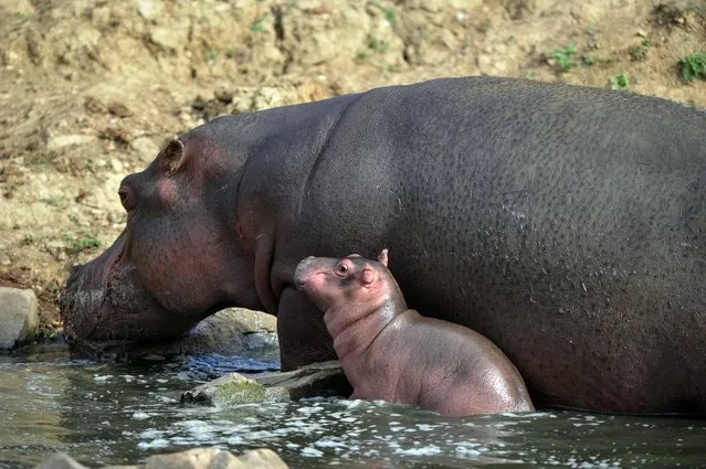 A six-day-old hippopotamus is pictured next to his mother, Kara, aged 21, on September 12, 2012 at “Planet sauvage” (“Wild planet”) Zoo in Port-Saint-Pere, western France. The birth, a rare event for this species in captivity, occured on September 7, 2012 in the Zoo. (Photo by Frank Perry/AFP Photo)