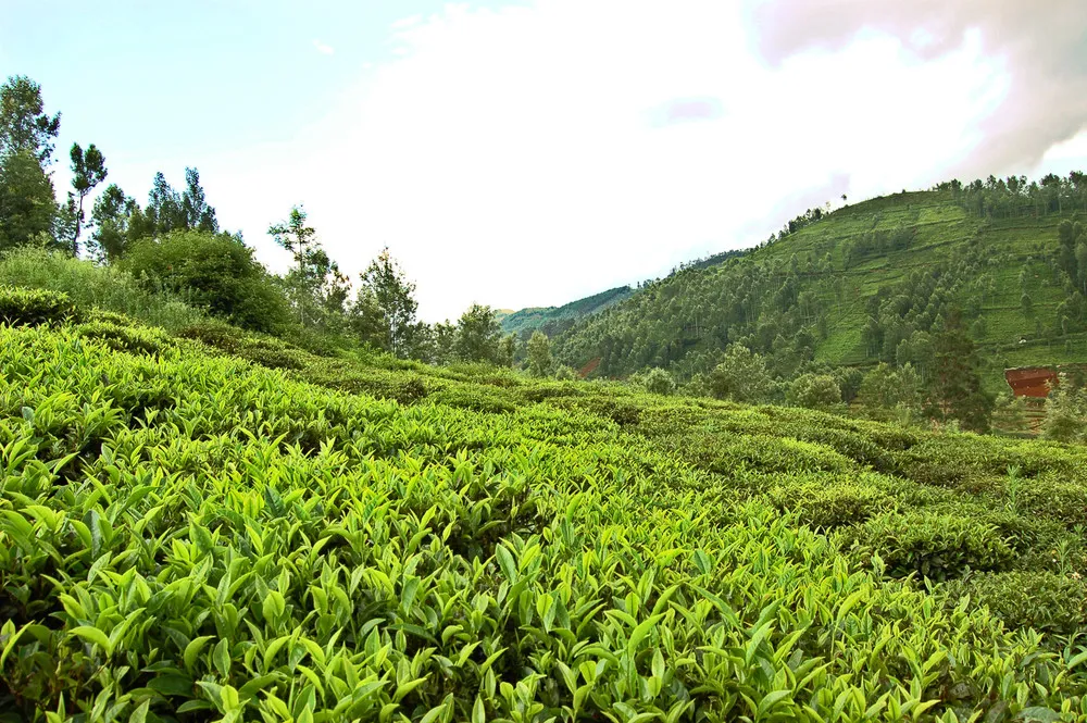 The Sprawling Tea Estates of Coonoor