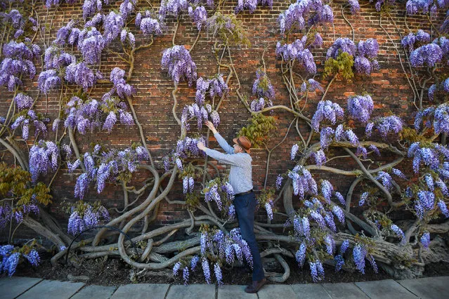 Gardens and Estates Operations Manager Graham Dillamore tends to wisteria, which was planted c1840, at Hampton Court Palace in London, England on April 20, 2020, which has been temporarily closed while the UK remains in lockdown during the coronavirus pandemic. (Photo by Kirsty O'Connor/PA Images via Getty Images)