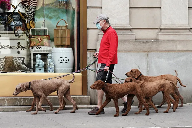 A man walks six identical dogs while wearing a protective mask during the coronavirus pandemic on May 18, 2020 in New York City. COVID-19 has spread to most countries around the world, claiming over 318,000 lives with over 4.8 million infections reported. (Photo by Cindy Ord/Getty Images)