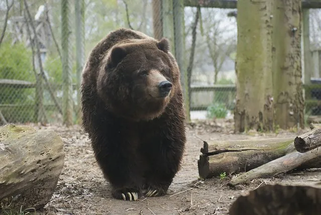 A female grizzly bear named Ginger is seen in an undated picture released by the Columbus Zoo and Aquarium in Columbus, Ohio on September 11, 2015. Ginger, the oldest brown bear in captivity in North America, was euthanized at the age of 40 on Thursday afternoon due to severe conditions brought on by old age, the zoo said. (Photo by Reuters/Columbus Zoo and Aquarium)