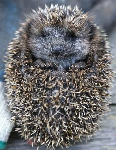 A young hedgehog curls up into a ball in Berlin on October 1, 2012. If attacked, hedgehogs curl into prickly and unappetizing balls that deter most predators. (Photo by Wolfgang Kumm/AFP)