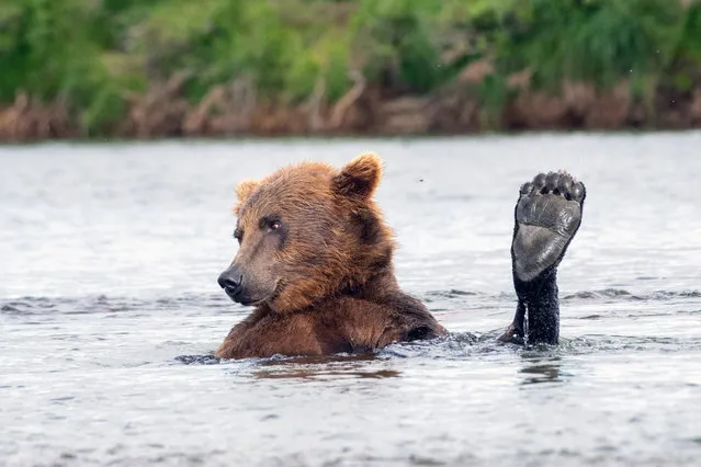 A bear relaxing in an Alaskan Lake having his own spa day in a lake in Moraine Creek Katmai National Park and Preservein September 2022. (Photo by Khanh V. Le/Caters News Agency)