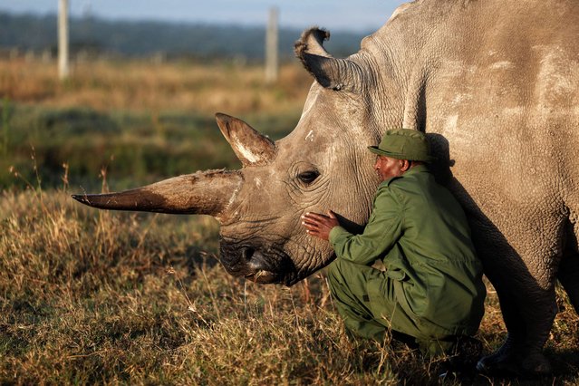 Ol Pejeta ranger and head care giver Zacharia Mutai, caresses one of the last two northern white rhinos in the world, 35 year old Najin, in Ol Pejeta conservancy, Laikipia county, on February 6, 2025. Najin and her daughter Fatu are the only northern white rhinos left on Earth. The clock is ticking before they become the latest in a long line of animals that humans have poached to extinction. But a recent breakthrough means this could be the year the world celebrates a new northern white rhino foetus. It would be an unprecedented comeback for the subspecies, declared functionally extinct after the death of the last male, Sudan, in 2018. Uterus problems mean neither Sudan's daughter Najin nor his granddaughter Fatu can carry a pregnancy to term. But Fatu still produces viable eggs, making her a candidate for in-vitro fertilisation (IVF). (Photo by Simon Maina/AFP Phoot)
