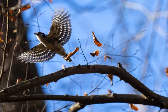 A Downy Woodpecker flies off a branch at Adkins Arboretum in Ridgely, Maryland, on November 10, 2022. (Photo by Jim Watson/AFP Photo)