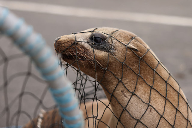 A sick California sea lion with possible domoic acid poisoning is rescued to be evaluated by volunteers from CIMWI (Channel Islands Marine & Wildlife Institute) in Santa Barbara, California, on March 25, 2025. Over a hundred sea lions, dolphins and other marine mammals, including birds, have been sickened by domoic acid poisoning from algal blooms in Southern California since February, US media reported. (Photo by David Swanson/AFP Photo)