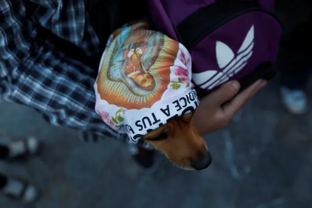 A dog wears a scarf with an image of the Virgin of Guadalupe during an annual pilgrimage in her honour in Mexico City, Mexico on December 12, 2017. (Photo by Carlos Jasso/Reuters)