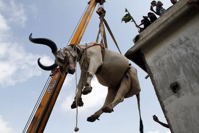 A vendor uses a crane to bring down a bull from the rooftop his triple-story house, to sell him at a cattle market set up for the upcoming Eid al-Adha, in Karachi, Pakistan, Sunday, September 4, 2016. Eid al-Adha, or the Feast of the Sacrifice, marks the willingness of the Prophet Ibrahim (Abraham to Christians and Jews) to sacrifice his son. During the holiday, which in most places lasts four days, Muslims slaughter sheep and cattle, distribute part of the meat to the poor and eat the rest. (Photo by Anjum Naveed/AP Photo)