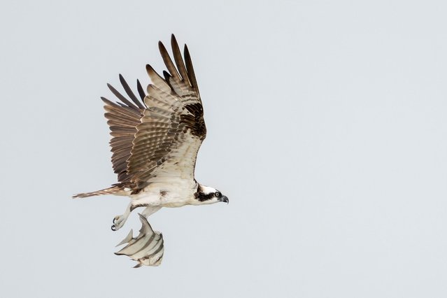 An osprey carries a large fish back to its nest, where three hungry chicks eagerly await, at Fort De Soto Park in Tierra Verde, Florida, on May 21, 2025. Known for their exceptional hunting skills, ospreys can dive with precision to snatch fish from the water using their powerful talons and reversible outer toes. (Photo by Ronen Tivony/ZUMA Press Wire/Rex Features/Shutterstock)