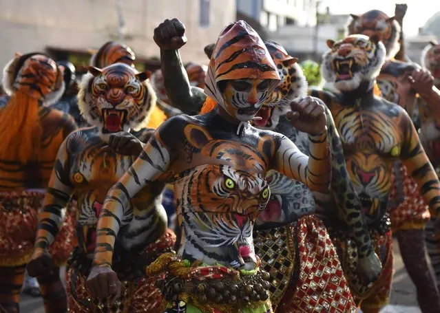 An Indian performer painted as a tiger takes part in the “Pulikali”, or Tiger Dance, in Thrissur on September 17, 2016. (Photo by Arun Sankar/AFP Photo)