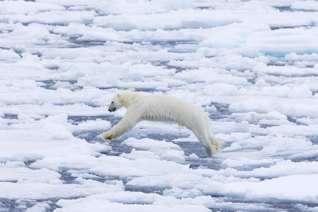 Lone polar bear (Ursus maritimus) jumping on drift ice / ice floe in the Arctic Ocean along the Svalbard coast, Spitsbergen, Norway. (Photo by: Sven-Erik Arndt/Arterra/Universal Images Group via Getty Images)