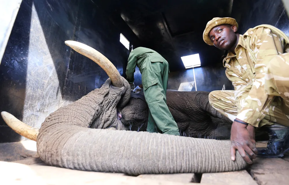 Kenya Elephants on the Move