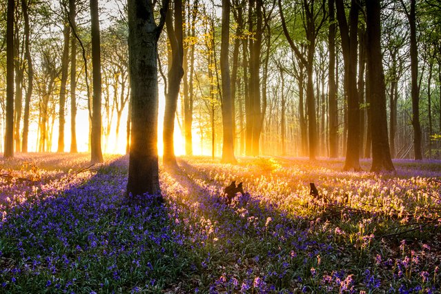 Sunrise through the mist at a bluebell woodland at Kings Wood in Challock, Kent, UK on April 27, 2025. (Photo by Liam Willis/Picture Exclusive)