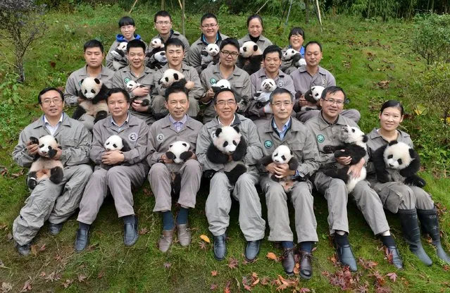 People holding baby pandas born in 2015 pose during a photo opportunity at a giant panda breeding centre in Ya'an, Sichuan province, China, October 24, 2015. About 18 pandas born in 2015 were shown to media at the centre last Saturday. (Photo by Reuters/Stringer)