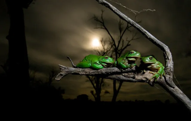 “Measuring Up”. “After by a flood of rejuvenating rains, thousands of green tree frogs emerged upon the moonlit landscape of Australia’s Macquarie marshes to breed. These frogs were photographed after a biologist had collected and measured them, looking to understand more about the intricate relationships between amphibians and the water flows within the marshes. Because of the important role frogs play in ecosystem health, the study hoped to gain knowledge that could then be applied to help improve environmental water allocation management in the Murray Darling river basin”. (Photo by Dave Herasimtschuk/Wildscreen 2016)