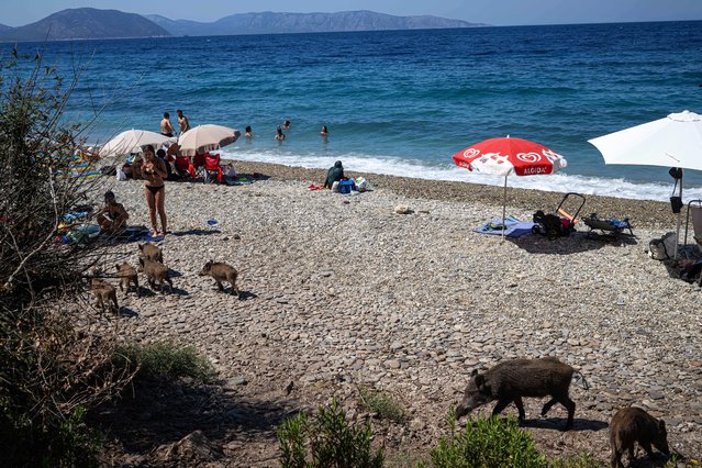 Pigs descend upon the coves in the Dilek Peninsula Buyuk Menderes Delta National Park, located in the Kusadasi district of Aydin, Turkiye on August 26, 2025. (Photo by Akin Celiktas/Anadolu via Getty Images)