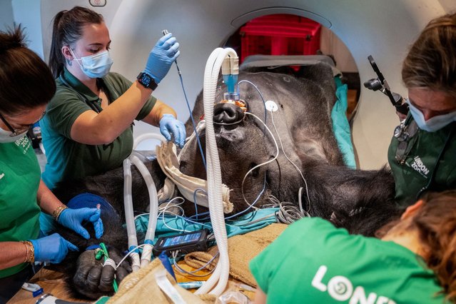 Kiburi, a 177kg silverback gorilla, undergoes a CT scan at London Zoo on September 24, 2025 as staff try to find the cause of his recurrent gastrointestinal issues. The procedure required months of planning and training so that Kiburi would offer his arm to staff for the anaesthetic to be administered. (Phoot by London Zoo)