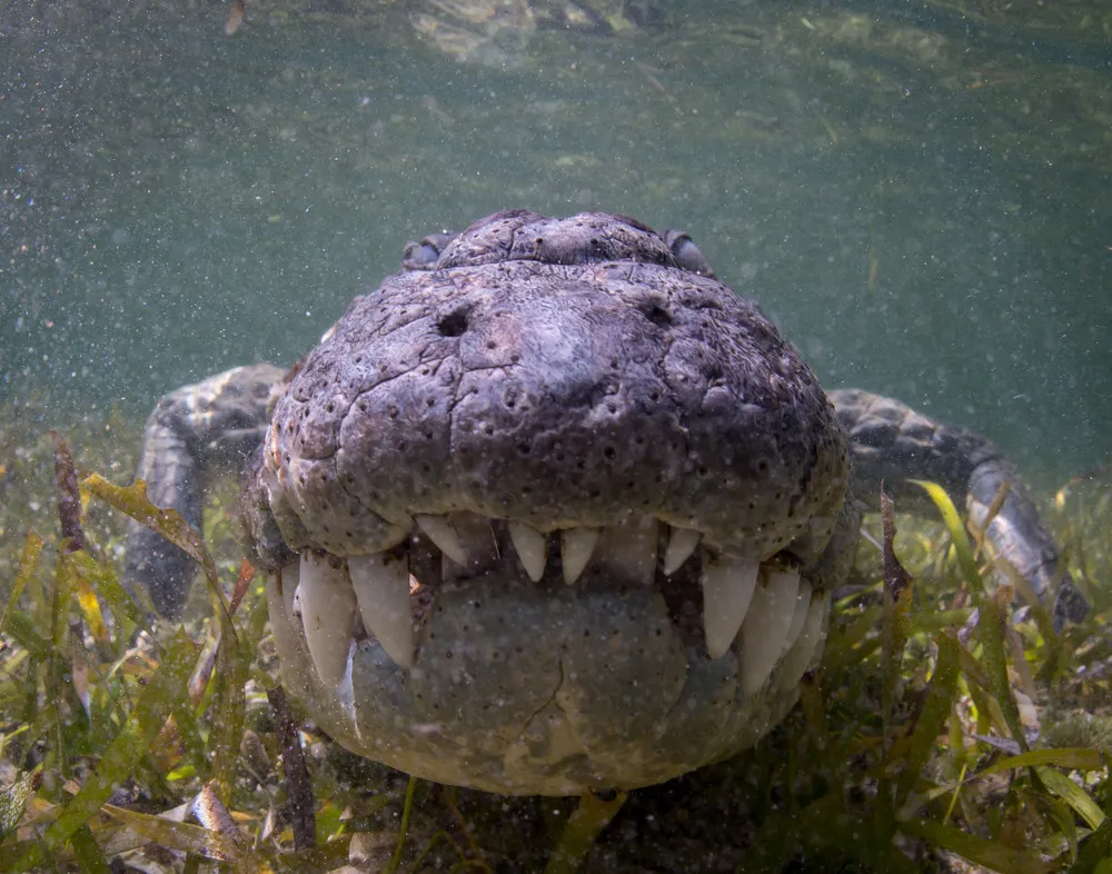 How the Pros Film Crocodiles Up Close