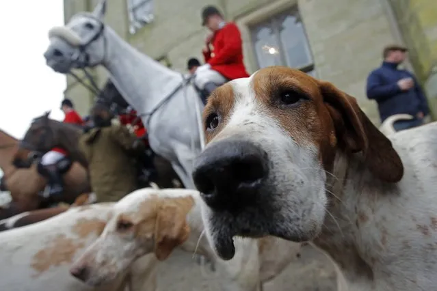 Hounds and members of the Old Surrey Burstow and West Kent Hunt gather at Chiddingstone Castle for the annual Boxing Day hunt in Chiddingstone, south east England December 26, 2014. (Photo by Luke MacGregor/Reuters)