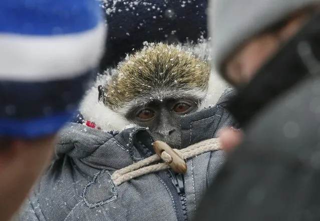 A monkey used to to be photographed with tourists, wears a thick coat to protect it from cold in central Kiev, Ukraine January 10, 2017. (Photo by Gleb Garanich/Reuters)