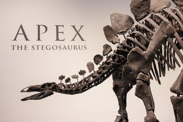 The 150-million-year-old skeleton of a stegosaurus named “Apex”, is displayed at Sotheby's auction house in New York, New York, USA, 10 July 2024. “Apex”, measuring 11 feet tall and over 20 feet long, is the most complete and best preserved large-scale Stegosaurus specimen ever discovered. The fossil is set to be the main piece of Sotheby's Live Natural History Auction on 17 July, carrying an estimate of four to six million US dollars. (Photo by Sarah Yenesel/EPA/EFE)