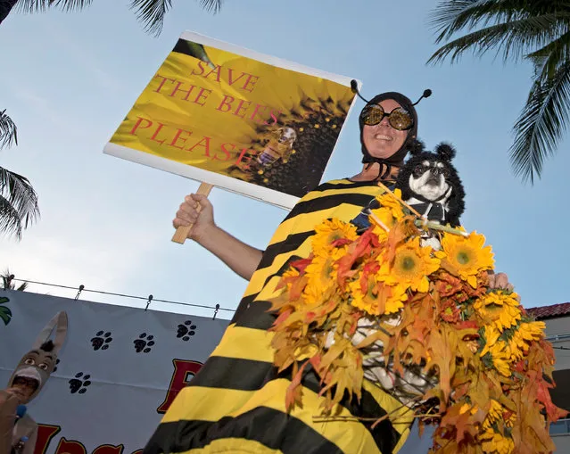 Alicia Renner and her dog Chica are costumed as a bumblebee during the Fantasy Fest Pet Masquerade in Key West, Florida, U.S. October 26, 2016. The zany competition was staged as part of Key West's 10-day-long Fantasy Fest costuming and masking festival that concludes Sunday, October 30. (Photo by Courtesy Rob O'Neal//ReutersFlorida Keys News Bureau)