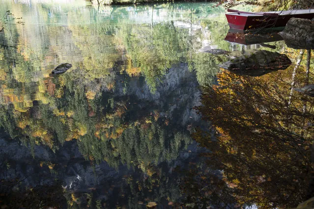 A boat and an autumn-coloured forest are reflected in the waters of the Blausee Lake (lit. Blue Lake) in Blausee, in the Kandertal Valley of the Bernese Oberland region in Switzerland, 11 October 2015. (Photo by Peter Schneider/EPA)