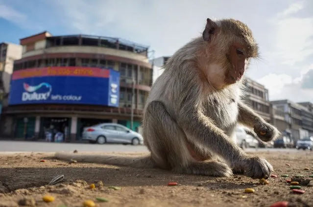 This photograph taken on June 20, 2020 shows a longtail macaque in the town of Lopburi, some 155 km north of Bangkok. Residents barricaded indoors, rival gang fights and no-go zones for humans. Welcome to Lopburi, an ancient Thai city overrun by monkeys super-charged on junk food, whose population is growing out of control. (Photo by Mladen Antonov/AFP Photo)