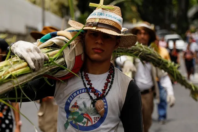 A member of the Palmeros de Chacao brotherhood carries packs of palm leaves to be blessed at a Catholic church to mark the beginning of the Holy Week, in Caracas, Venezuela on April 1, 2023. (Photo by Leonardo Fernandez Viloria/Reuters)