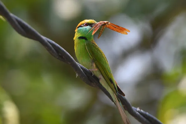 A Bee-eater bird catches a prey at at Pobitora wildlife sanctuary, in Morigaon district of Assam ,India on May 7 ,2023. (Photo by Anuwar Hazarika/NurPhoto via Getty Images)