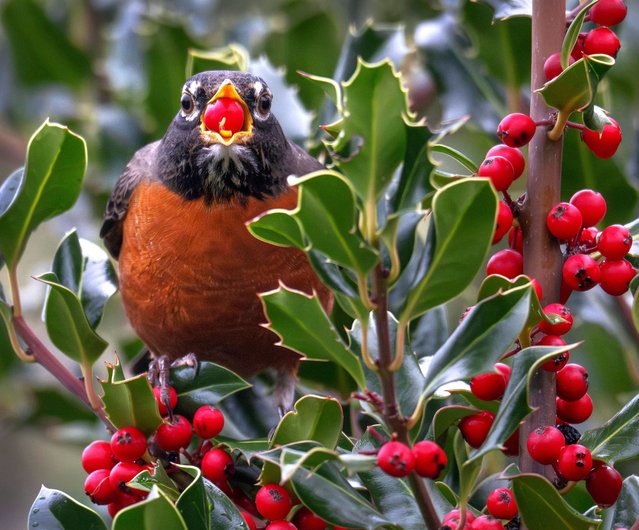 A North American robin (Turdus migratorius) tosses back bright red holly berries while perched in a dense thicket near the Umpqua River in rural southwestern Oregon on December 21, 2025. Holly is a familiar symbol of the winter holidays, often used in seasonal decorations, but its berries are toxic to humans. Some birds, including robins, can eat them safely and rely on the fruit as an important cold-weather food source. (Photo by Robin Loznak/Rex Features/Shutterstock)