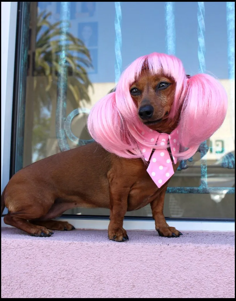 Pink pets. Собака в парике. Фиолетовая собака. Собака в розовом парике. Парик для животных.